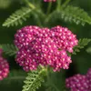 Bloomique - Lot de 6 - Achillée millefeuille ‘Cerise Queen’ Voir les images du produit 4