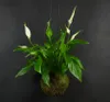Gardners Kokedama Spathiphyllum (M) Náhled obrázku produktu 3