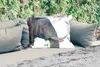 MuchoWow® Outdoor Kissen - Elefant - Tiere - Grau - Natur - Produktbild-Vorschau 2
