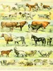 CALVENDO Puzzle Naturtafel mit Haustieren | 1000 Teile Produktbild-Vorschau 3