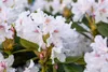 Rhododendron catawbiense 'Grandiflorum', lila Blüten, 40–50 Produktbild-Vorschau 4