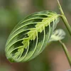 Maranta Lemon Lime, pianta ornamentale, pianta da interno, Anteprima dell’immagine prodotto 6