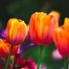 Blumenzwiebel Dünger Für Tulpen Narzissen Krokusse Zwiebeln Produktbild-Vorschau 7