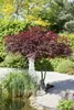 Acer palmatum 'Atropurpureum', Japanischer Ahorn, Produktbild-Vorschau 4