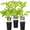 GreenboutiQ - Blauregen Pflanze Winterhart - Wisteria Produktbild-Vorschau 2