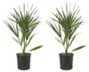 2er-Set Chamaerops Humilis, Zwergpalme, Palme, 50-60 cm, Produktbild-Vorschau 1