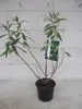 Kugel-Sommerflieder Globosa - Buddleja globosa Produktbild-Vorschau 2