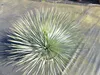 Yucca Rostrata 80 - 100 cm in Bonsai Schale | winterhart | Produktbild-Vorschau 4