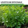 Liebstock Maggikraut Samen - Levisticum officinale - Produktbild-Vorschau 2