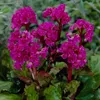 6 x Bergenia  - Bergenia 'Abendglut'  | Pot 9 cm x 9 cm Voir les images du produit 2