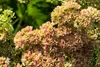 Prächtige Fetthenne Carmen, im 9 cm Topf - Sedum spectabile Produktbild-Vorschau 3