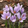 Bloomique - Mélange de 40 - Crocus Sativus - Crocus Safran Voir les images du produit 3