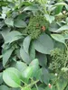 Hydrangea semiola - immergrüne Kletterhortensie Produktbild-Vorschau 1