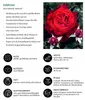 Dehner Rose Nostalgie®-Edelrose Admiral®, Züchter Tantau, Produktbild-Vorschau 2