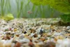 Ghiaia Acquario per Piante, Substrato Quarzo Giallo Ambra Anteprima dell’immagine prodotto 10