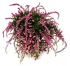 Calluna suspendue - Set de 3 plantes - Bruyère à balai Voir les images du produit 3