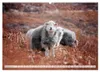 Schafe - Raues Wetter, weiche Wolle (Wandkalender 2027 DIN Produktbild-Vorschau 5