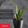 A snake plant in a black pot against a dark gray textured background, with marketing text on the left. Podgląd zdjęcia produktu