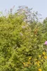 Syringa microphylla 'Superba', Zwergflieder, rosa Blüten, Produktbild-Vorschau 2