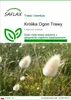 SAFLAX - Królika Ogon Trawy - 100 Nasiona - Lagurus ovatus Podgląd zdjęcia produktu 1