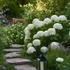 A garden path leading through lush greenery with large white hydrangeas in bloom. Podgląd zdjęcia produktu