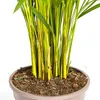 Goldfruchtpalme - Dypsis lutescens - Areca - Solitärpflanze Produktbild-Vorschau 5