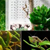 Repti-Zoo Mantis Box L - Acrylterrarium für Produktbild-Vorschau 11