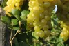 Vitis vinifera Primus - kernlose Weintraube Primus Produktbild-Vorschau 4