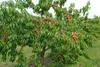Pfirschbaum `Red Haven´ - 120-140cm im Topf Produktbild-Vorschau 2