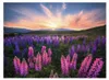 500-piece Lupins puzzle (Nature edition). Ages 12 and up. Anteprima dell’immagine prodotto 9
