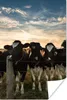 MuchoWow® Poster Tiere - Kuh 40x60 cm - Plakate für die Produktbild-Vorschau 1