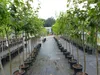 echter Walnussbaum Juglans regia 180 cm Obstbaum winterhart Produktbild-Vorschau 1
