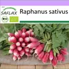 SAFLAX - BIO - Reďkovky - Francúzske raňajky - Raphanus Náhľad obrázku produktu 10