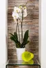 A white orchid in a white pot sits on a glass shelf, with a yellow pot lying on its side next to it. The background is a textured stone wall. Anteprima dell’immagine prodotto