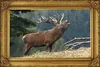 Cerf qui brame Poster amour du pays Voir les images du produit 1