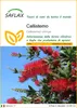 SAFLAX  - Callistemo - 400 semi - Callistemon Anteprima dell’immagine prodotto 1