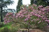 Magnolia 'Susan' - Tulipes Magnolia 60- 80 cm - conteneur Voir les images du produit 2