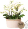 Orchideje Colibri | sada bílých rostlin v bavlněném košíku Náhled obrázku produktu 1