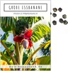Große Essbanane Samen (Musa x paradisiaca) - Exotische Produktbild-Vorschau 1