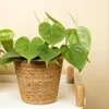 1x Philodendron Scandens P12 H15 Produktbild-Vorschau 3