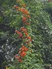 Goldblatt-Bauhinia (Phanera aureifolia) - 3 zaden Productafbeelding-voorbeeld 3