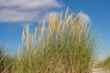 Stauden Gänge 1 x Ammophila arenaria im 1 Liter Topf - Produktbild-Vorschau 7