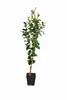 Zitronenbaum Citrus limon 'Eureka' 120–160 cm – Immergrün, Produktbild-Vorschau 4