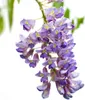 2er-Set - Wisteria Sinensis Prolific - Blauregen Produktbild-Vorschau 3