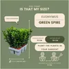 Euonymus Green Spire - japonski trzmielina, zimozielona i Podgląd zdjęcia produktu 4