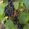 A close-up view of a branch of blackcurrants with green leaves. Produktbild-Vorschau