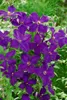 Clematis viticella 'Polish Spirit', violett, 80–100 cm Produktbild-Vorschau 3