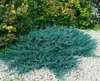 Juniperus horizontalis 'Blue Chip', Kriech-Wacholder, Produktbild-Vorschau 12
