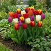 Green boutiQ - 15x Tulipa Triumph Mix - Triumph-Tulpe - Produktbild-Vorschau 2