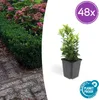 Euonymus japonicus 'Green Spire' - Stálezelený živý plot - Náhled obrázku produktu 2